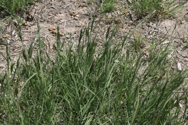 alkali saltgrass (Distichlis stricta )